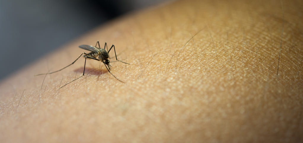 mosquito nilo