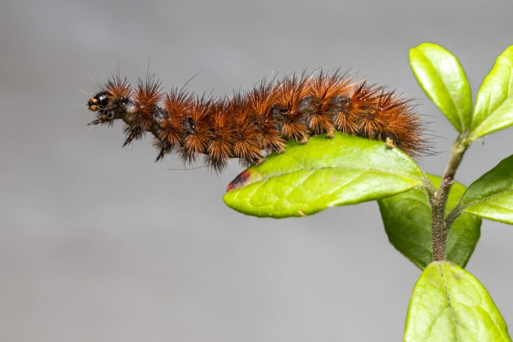 oruga procesionaria