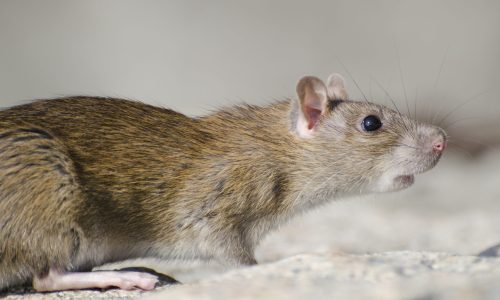 A closeup of a marsh rice rat under the sunlight with a blurry background