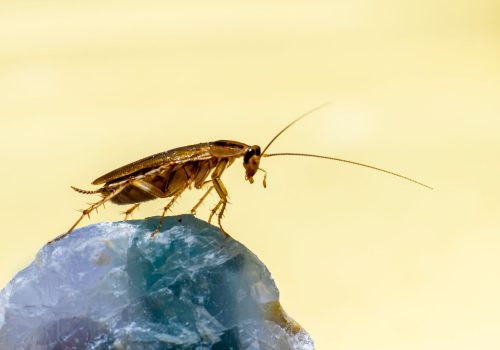 Cucaracha, una de las plagas domésticas más habituales