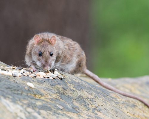 wolfgangvogt_lb-brown-rat-2115585_1920
